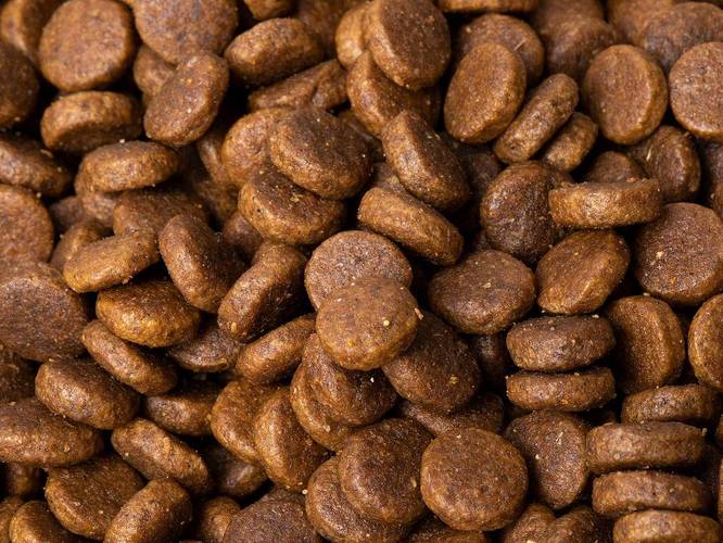 宠物食品新时代:食品灭菌蒸汽发生器,守护宠物健康